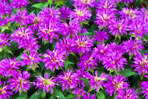 589000 (a): :1638x1091
